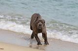 CANE CORSO 254